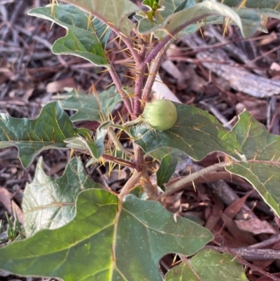Solanum cinereum (Narrawa Burr) at Griffith Woodland - 26 Feb 2021 by AlexKirk