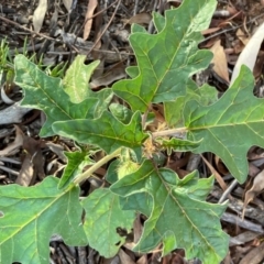 Solanum cinereum at Griffith, ACT - 26 Feb 2021