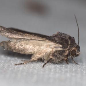 Proteuxoa provisional species 1 at Melba, ACT - 15 Feb 2021 12:09 PM