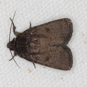 Proteuxoa provisional species 1 at Melba, ACT - 15 Feb 2021