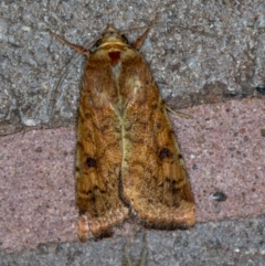 Helicoverpa armigera (Cotton bollworm, Corn earworm) at Melba, ACT - 15 Feb 2021 by Bron