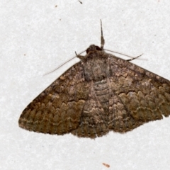 Eudesmeola lawsoni (Lawson's Night Moth) at Melba, ACT - 15 Feb 2021 by Bron