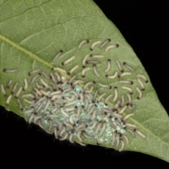 Ardices canescens at Melba, ACT - 15 Feb 2021 12:25 PM