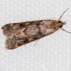 Achyra affinitalis (Cotton Web Spinner, Pyraustinae) at Melba, ACT - 15 Feb 2021 by Bron