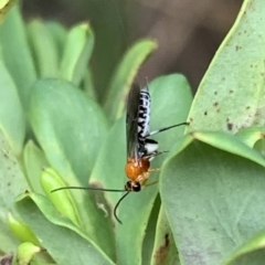 Braconidae sp. (family) (Unidentified braconid wasp) at Murrumbateman, NSW - 26 Feb 2021 by SimoneC