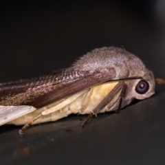 Niceteria macrocosma (Showy Geometrid) at Melba, ACT - 15 Feb 2021 by Bron