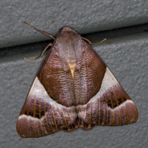 Niceteria macrocosma at Melba, ACT - 15 Feb 2021 02:05 PM