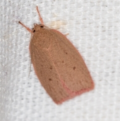 Garrha leucerythra (A concealer moth) at Melba, ACT - 15 Feb 2021 by Bron