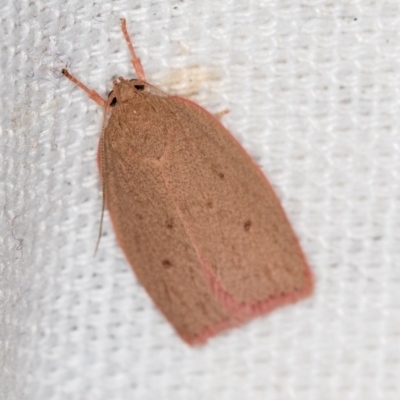 Garrha leucerythra (A concealer moth) at Melba, ACT - 15 Feb 2021 by Bron