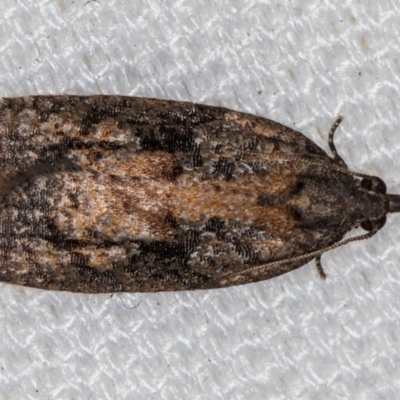 Thrincophora inconcisana (A Tortricid moth) at Melba, ACT - 15 Feb 2021 by Bron