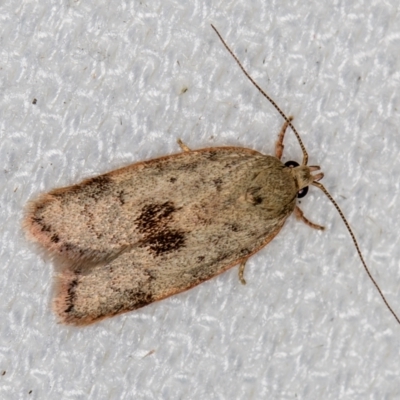 Garrha phoenopis (Garrha phoenopis) at Melba, ACT - 4 Feb 2021 by Bron