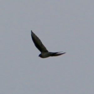 Hirundo neoxena at Deakin, ACT - 25 Feb 2021 10:03 AM