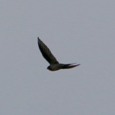 Hirundo neoxena (Welcome Swallow) at Red Hill to Yarralumla Creek - 24 Feb 2021 by LisaH