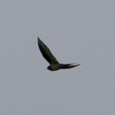 Hirundo neoxena (Welcome Swallow) at Deakin, ACT - 25 Feb 2021 by LisaH