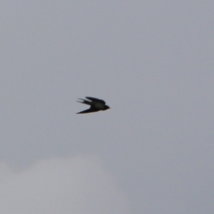 Hirundo neoxena at Deakin, ACT - 25 Feb 2021