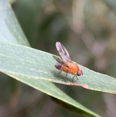 Lauxaniidae (family) (Unidentified lauxaniid fly) at Murrumbateman, NSW - 26 Feb 2021 by SimoneC