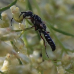 Thynninae (subfamily) (Smooth flower wasp) at Deakin, ACT - 26 Feb 2021 by LisaH