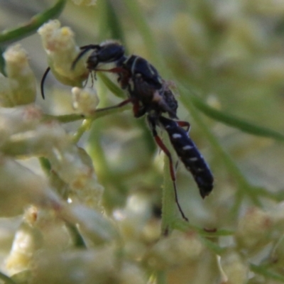 Thynninae (subfamily) (Smooth flower wasp) at Hughes Grassy Woodland - 25 Feb 2021 by LisaH