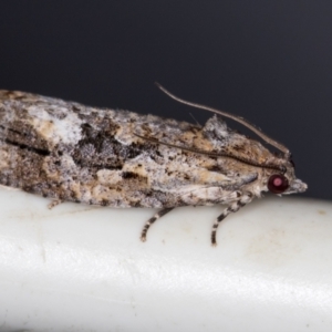 Thrincophora lignigerana at Melba, ACT - 4 Feb 2021 11:09 AM