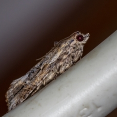 Thrincophora lignigerana at Melba, ACT - 4 Feb 2021