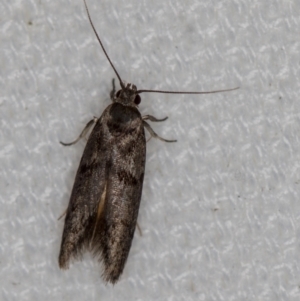 Blastobasis (genus) at Melba, ACT - 4 Feb 2021