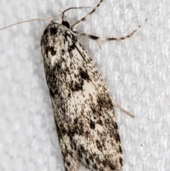 Lichenaula (genus) at Melba, ACT - 4 Feb 2021