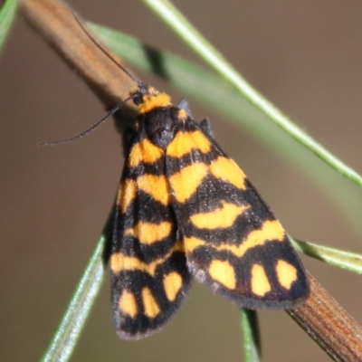 Asura lydia (Lydia Lichen Moth) at Hughes Grassy Woodland - 25 Feb 2021 by LisaH