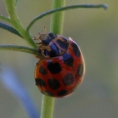 Harmonia conformis (Common Spotted Ladybird) at Red Hill to Yarralumla Creek - 25 Feb 2021 by LisaH