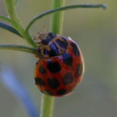 Harmonia conformis (Common Spotted Ladybird) at Hughes Grassy Woodland - 25 Feb 2021 by LisaH