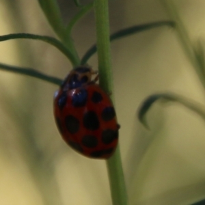 Harmonia conformis at Deakin, ACT - 26 Feb 2021 10:17 AM