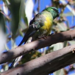 Psephotus haematonotus (Red-rumped Parrot) at Red Hill to Yarralumla Creek - 25 Feb 2021 by LisaH