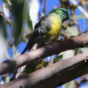 Psephotus haematonotus at Deakin, ACT - 26 Feb 2021 10:24 AM