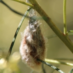 Araneae (order) (Unidentified spider) at Hughes Grassy Woodland - 25 Feb 2021 by LisaH