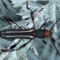 Amphirhoe decora (Decora Longicorn Beetle) at Majura, ACT - 26 Feb 2021 by jb2602