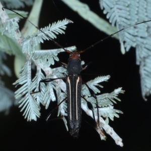 Amphirhoe decora at Majura, ACT - 26 Feb 2021 04:01 PM