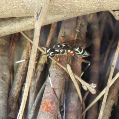 Stenarella victoriae (An ichneumon parasitic wasp) at Jerrabomberra Wetlands - 26 Feb 2021 by Christine
