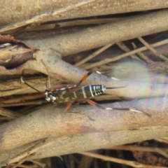 Stenarella victoriae at Fyshwick, ACT - 26 Feb 2021 02:17 PM