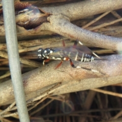 Stenarella victoriae at Fyshwick, ACT - 26 Feb 2021 02:17 PM