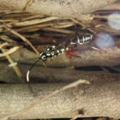 Stenarella victoriae at Fyshwick, ACT - 26 Feb 2021 02:17 PM