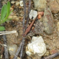 Phaulacridium vittatum (Wingless Grasshopper) at Lower Cotter Catchment - 24 Feb 2021 by Christine