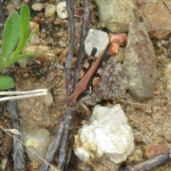 Phaulacridium vittatum (Wingless Grasshopper) at Cotter River, ACT - 24 Feb 2021 by Christine