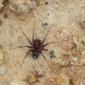 Habronestes bradleyi at Cotter River, ACT - 24 Feb 2021