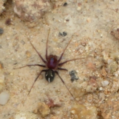 Habronestes bradleyi (Bradley's Ant-Eating Spider) at Cotter River, ACT - 24 Feb 2021 by Christine