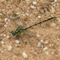 Austrogomphus guerini (Yellow-striped Hunter) at Cotter River, ACT - 24 Feb 2021 by Christine