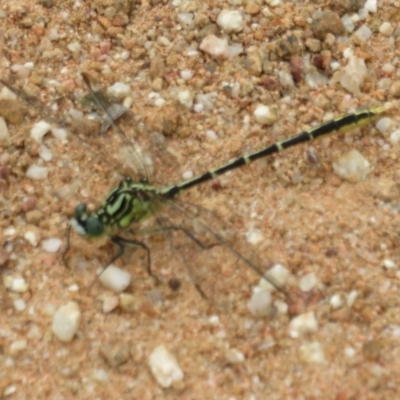 Austrogomphus guerini (Yellow-striped Hunter) at Lower Cotter Catchment - 24 Feb 2021 by Christine