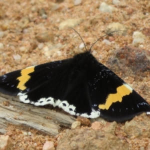 Eutrichopidia latinus at Cotter River, ACT - 24 Feb 2021 11:25 AM