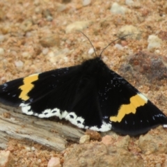 Eutrichopidia latinus (Yellow-banded Day-moth) at Cotter Reservoir - 24 Feb 2021 by Christine