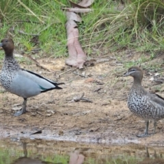 Chenonetta jubata (Australian Wood Duck) at Woodstock Nature Reserve - 26 Feb 2021 by wombey