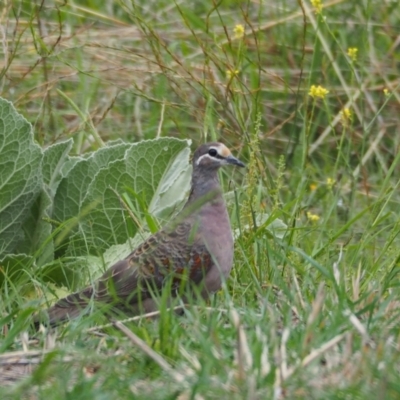 Phaps chalcoptera (Common Bronzewing) at Holt, ACT - 27 Feb 2021 by wombey