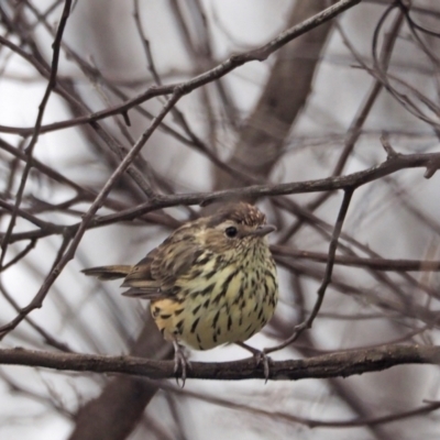 Pyrrholaemus sagittatus (Speckled Warbler) at Woodstock Nature Reserve - 26 Feb 2021 by wombey